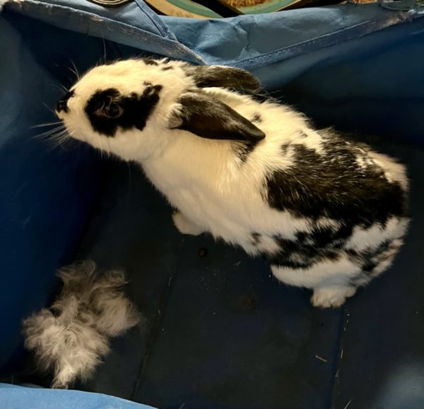 Brushing Butch’s Bunny Butt