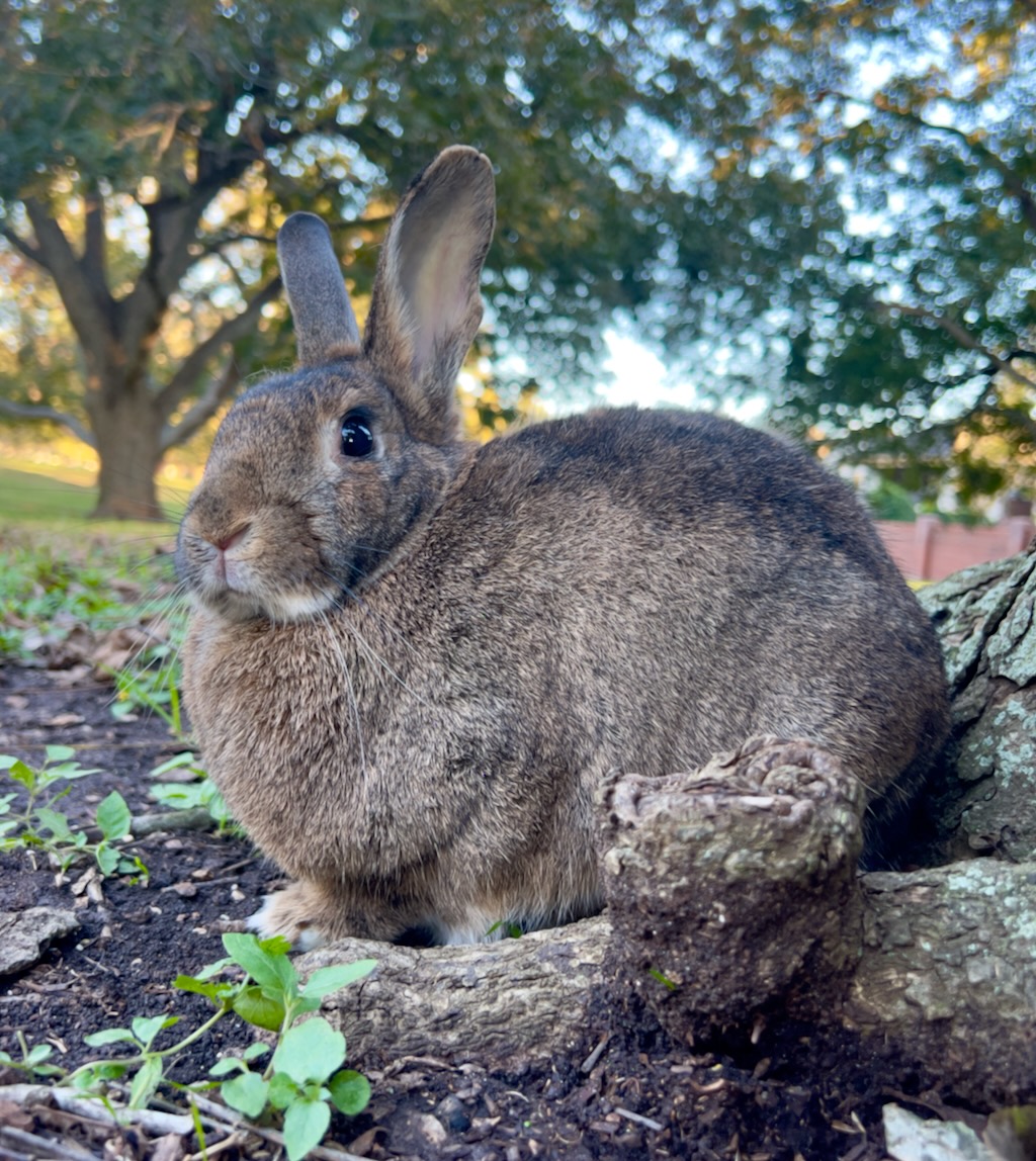 The Coney Contrast: Domestic Rabbit vs. Wild Rabbit vs. Hare